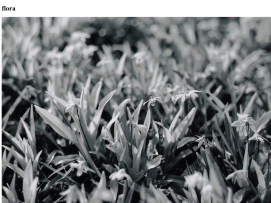 photographs/flora screenshot