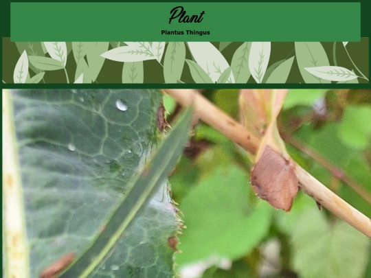 PlantProfiles/testprofile screenshot