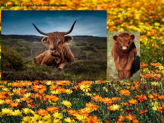 ejemplosfotos screenshot