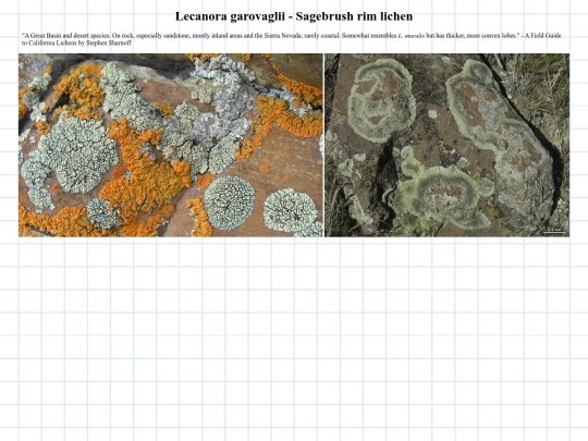 lecanora-garovaglii screenshot