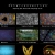 The web site of interconnection avatar