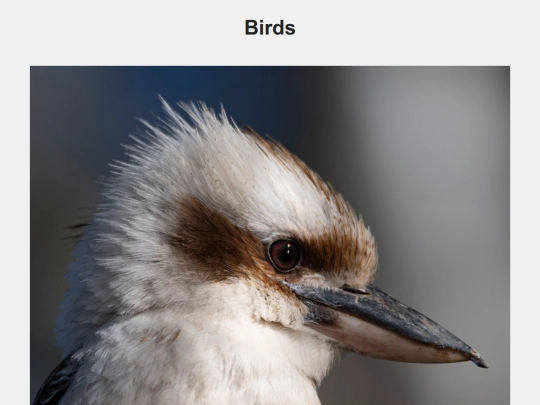 birds screenshot