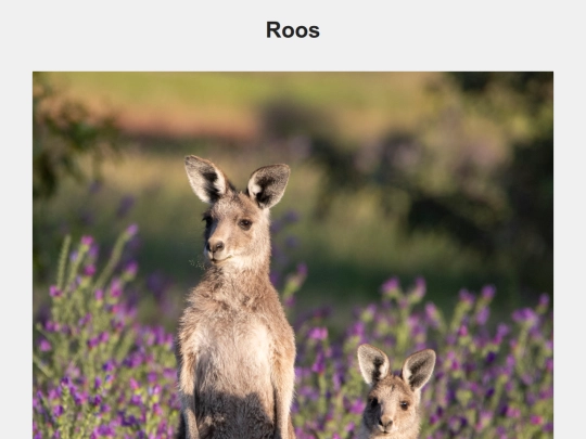 roos screenshot