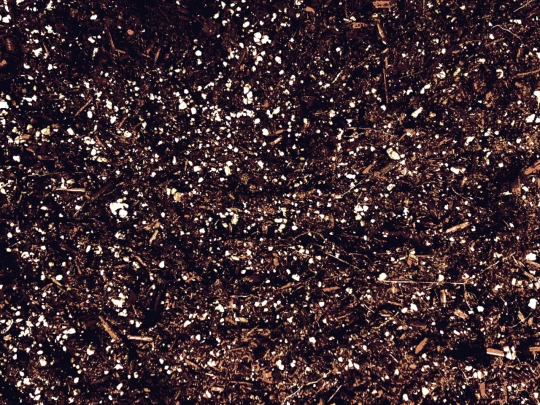 dirt screenshot