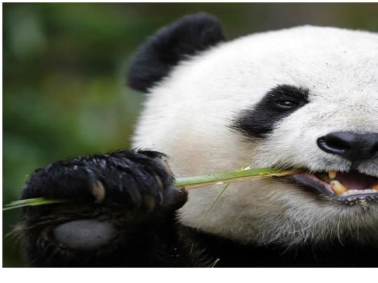 panda screenshot
