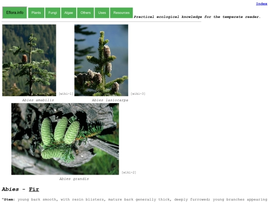 Abies Sp screenshot
