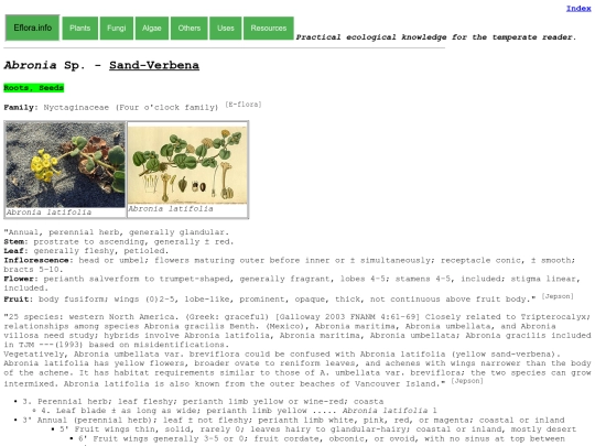 Abronia Sp screenshot