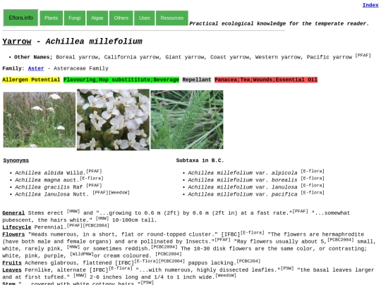 Achilleamillefolium screenshot