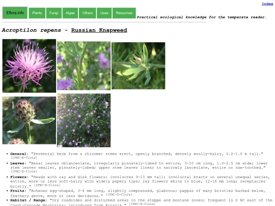 Acroptilon repens screenshot