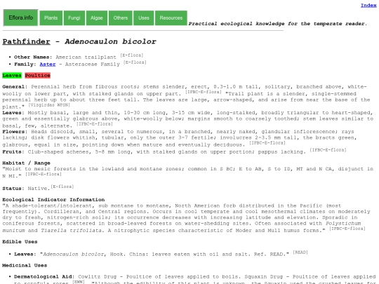 Adenocaulon bicolor screenshot