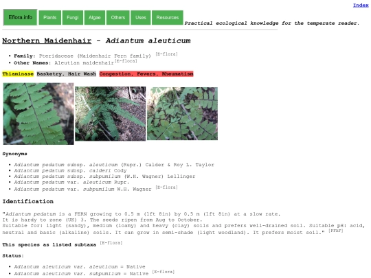 Adiantum aleuticum screenshot
