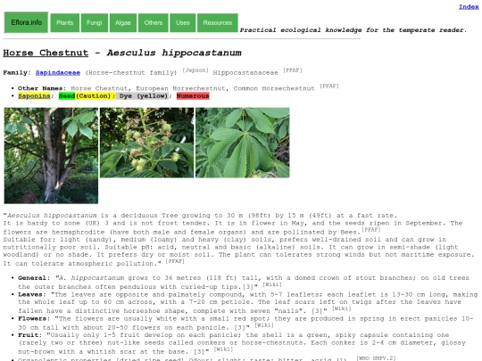 Aesculus hippocastanum screenshot
