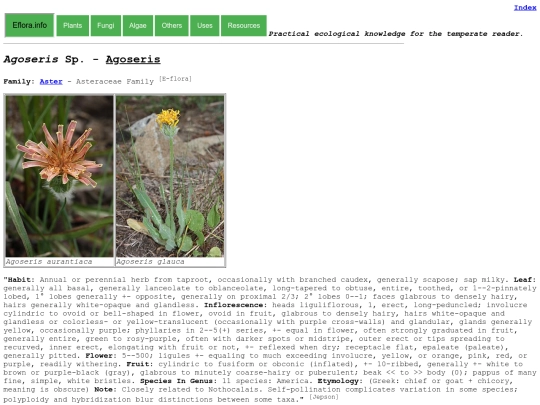 Agoseris Sp screenshot