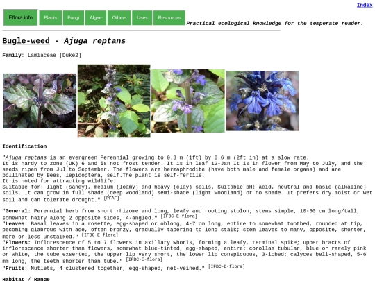 Ajuga reptans screenshot