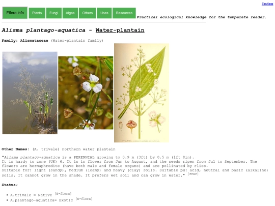 Alisma plantago-aquatica screenshot