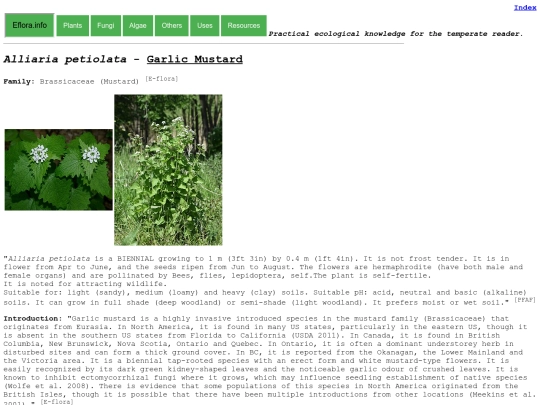 Alliaria petiolata screenshot
