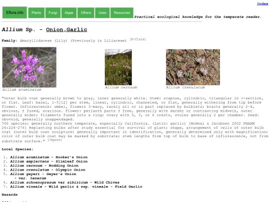 Allium Sp screenshot