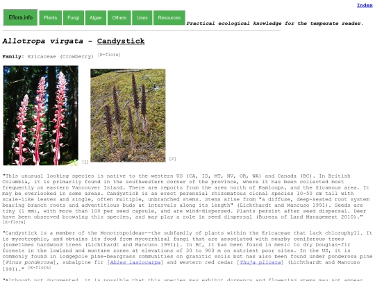 Allotropa virgata screenshot