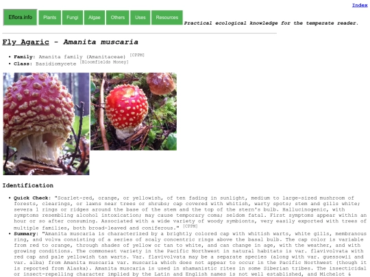 Amanita muscaria screenshot