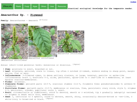 Amaranthus Sp screenshot