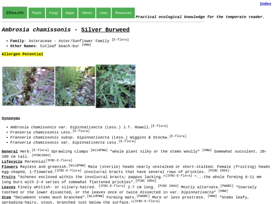 Ambrosia chamissonis screenshot