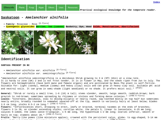Amelanchier alnifolia screenshot