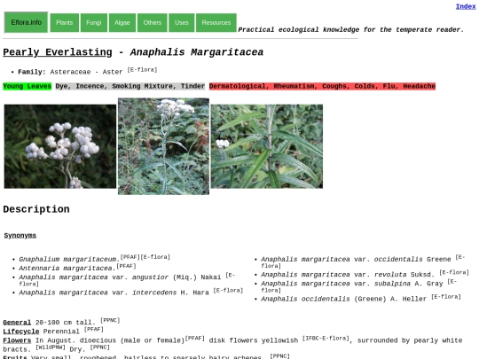 Anaphalis margaritacea screenshot