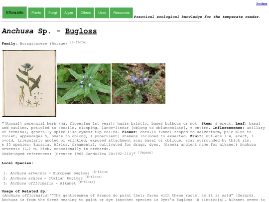Anchusa Sp screenshot