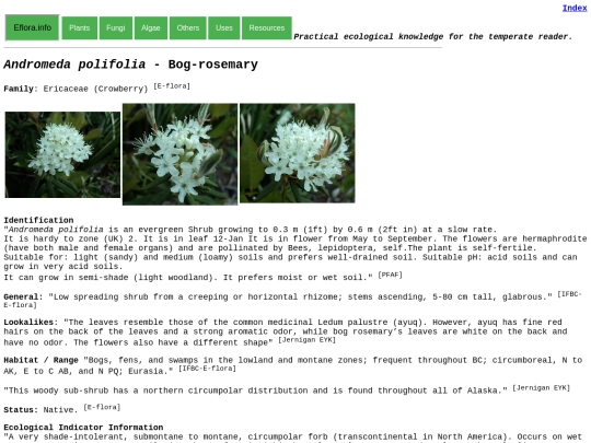 Andromeda polifolia screenshot