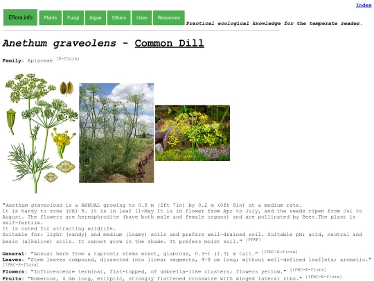 Anethum graveolens screenshot