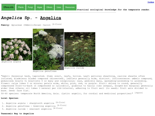 Angelica Sp screenshot