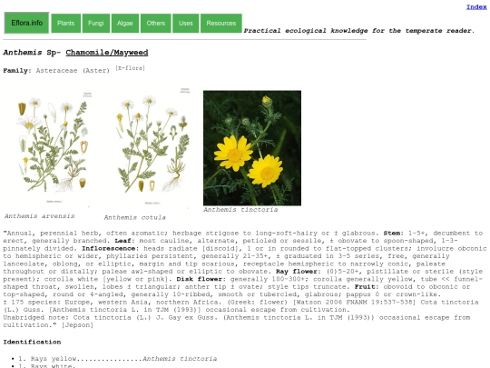 Anthemis Sp screenshot
