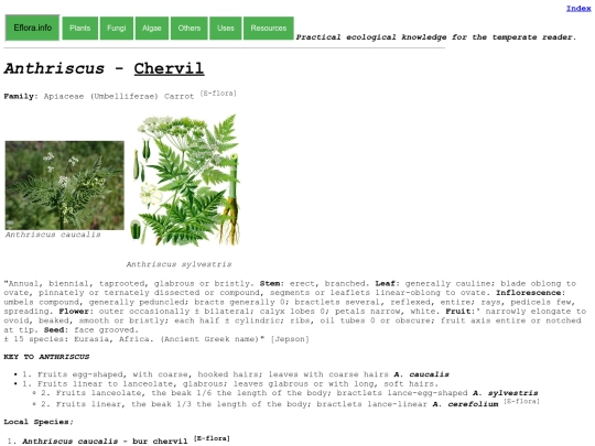 Anthriscus Sp screenshot