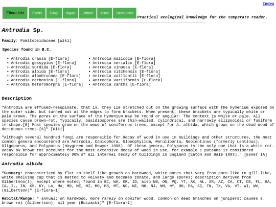 Antrodia Sp screenshot