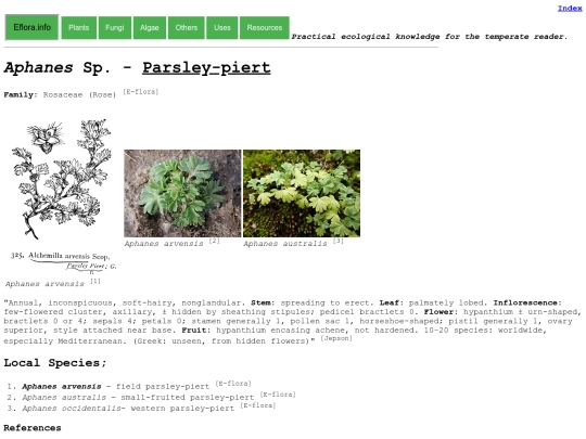 Aphanes Sp screenshot