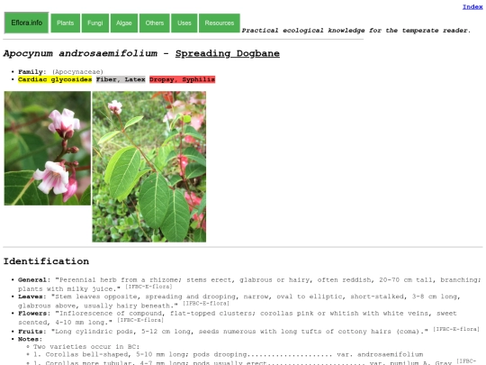 Apocynum androsaemifolium screenshot