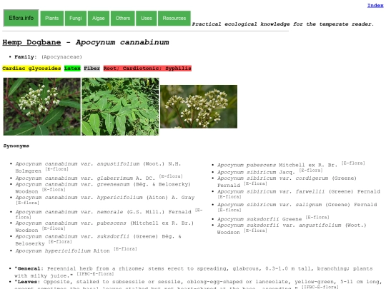 Apocynum cannabinum screenshot
