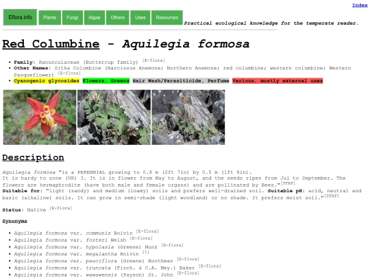 Aquilegia formosa screenshot