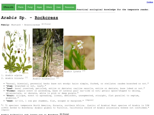 Arabis Sp screenshot