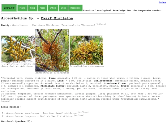 Arceuthobium Sp screenshot