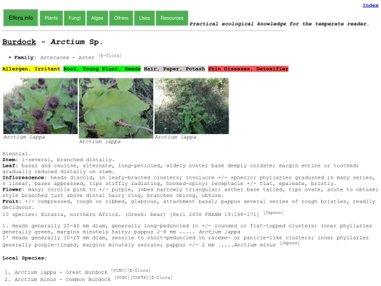 Arctium Sp screenshot