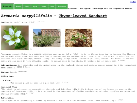 Arenaria serpyllifolia screenshot