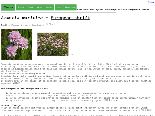 Armeria maritima screenshot