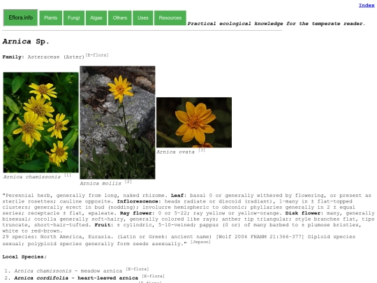 Arnica Sp screenshot