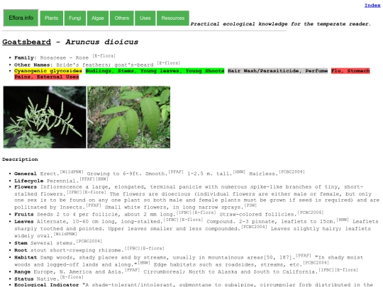 Aruncus dioicus screenshot
