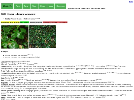 Asarum caudatum screenshot