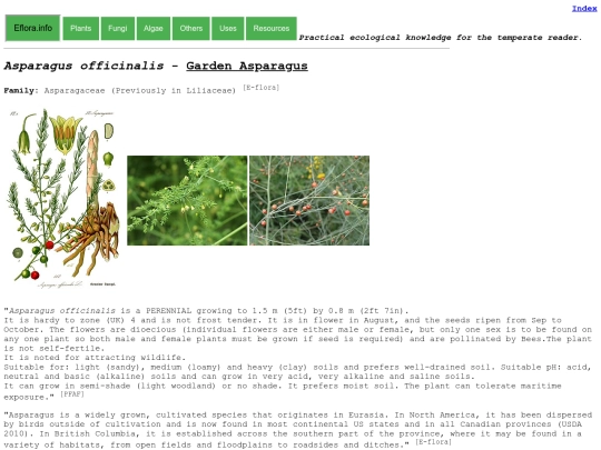 Asparagus officinalis screenshot
