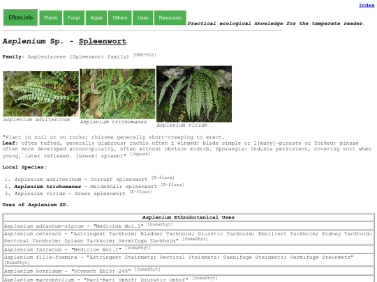 Asplenium Sp screenshot
