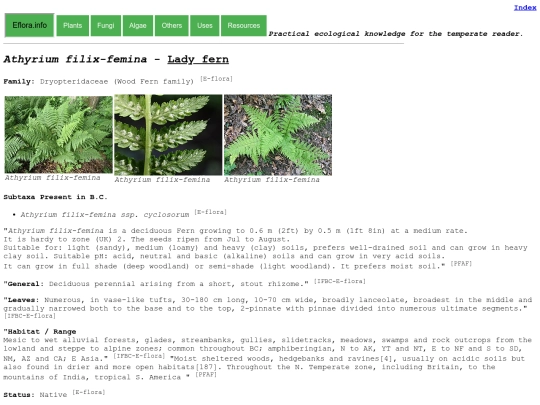 Athyrium filix-femina screenshot