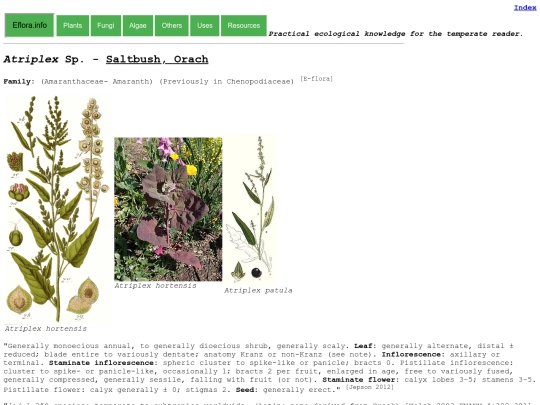 Atriplex Sp screenshot